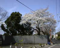 SAKURA_FUCHU_02.JPG (5602 oCg)